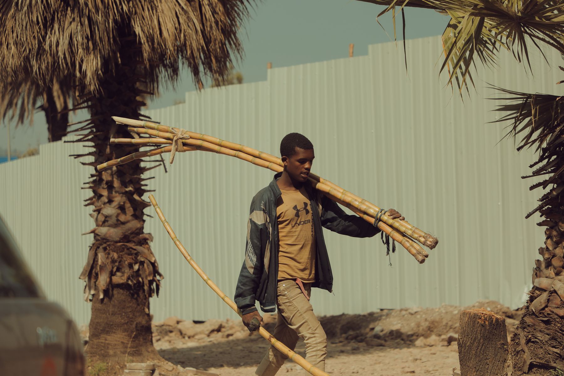 A young man carrying sugarcane between palms in Addis Ababa